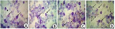 Effects of Phenolic-Rich Onion (Allium cepa L.) Extract on the Growth Performance, Behavior, Intestinal Histology, Amino Acid Digestibility, Antioxidant Activity, and the Immune Status of Broiler Chickens